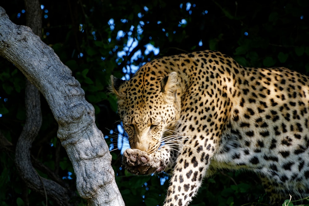 a leopard eating a tree