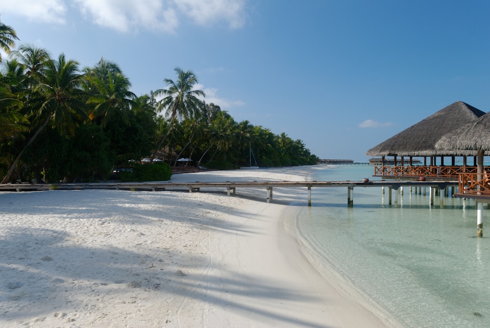 a beach with a pier and trees