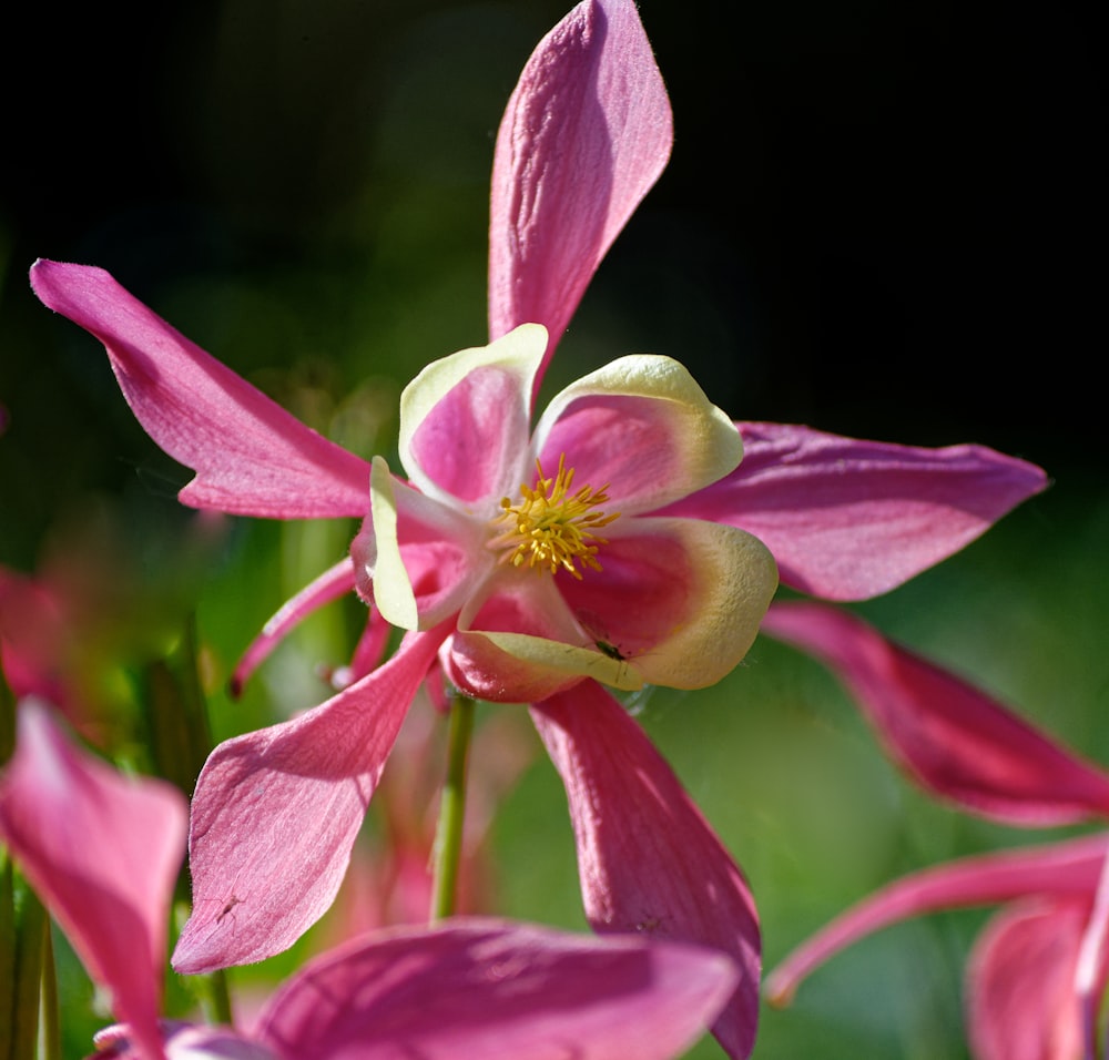 a close up of a flower