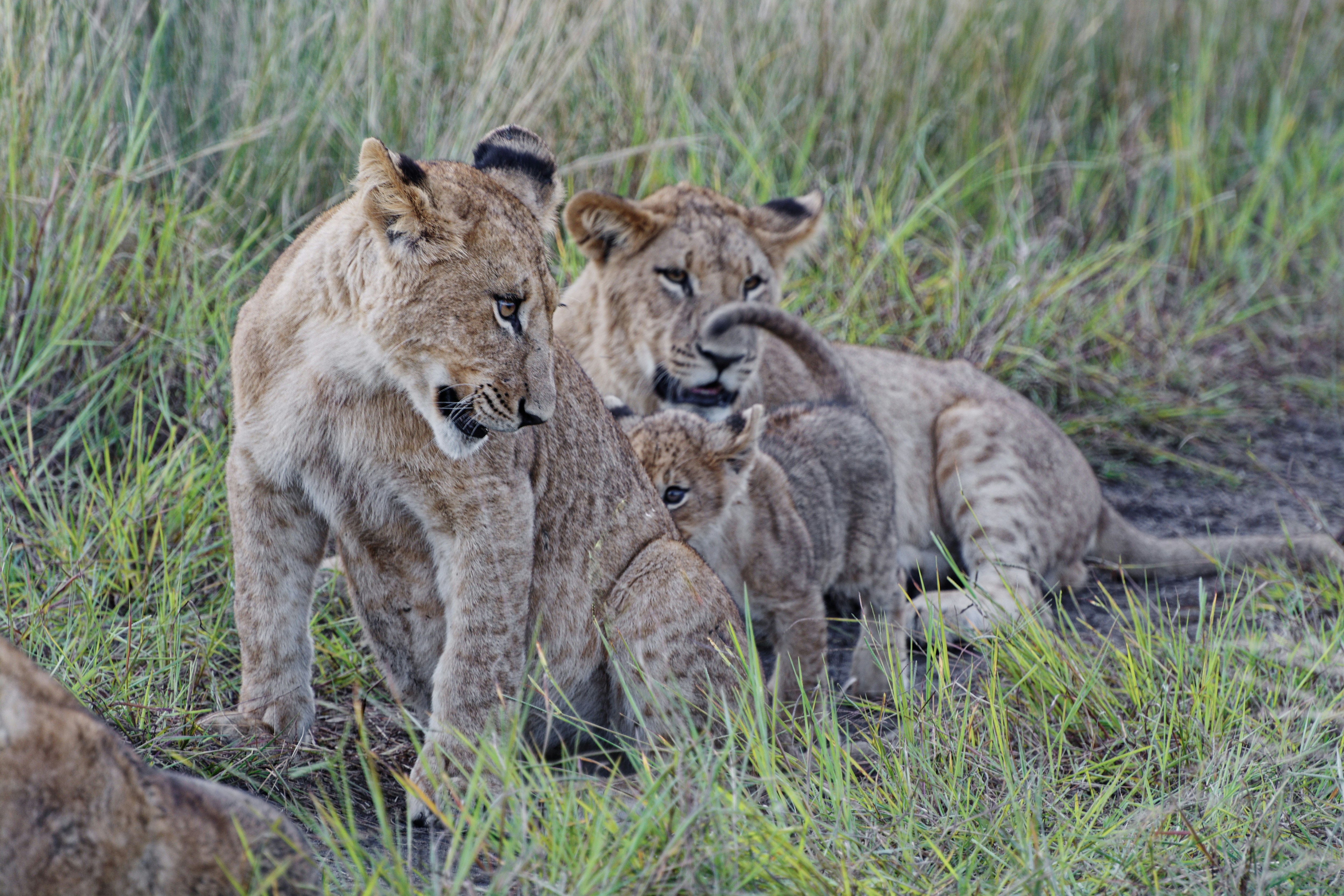 Puma Family Seen at Patagonian Lake’s Edge (image credits: unsplash)