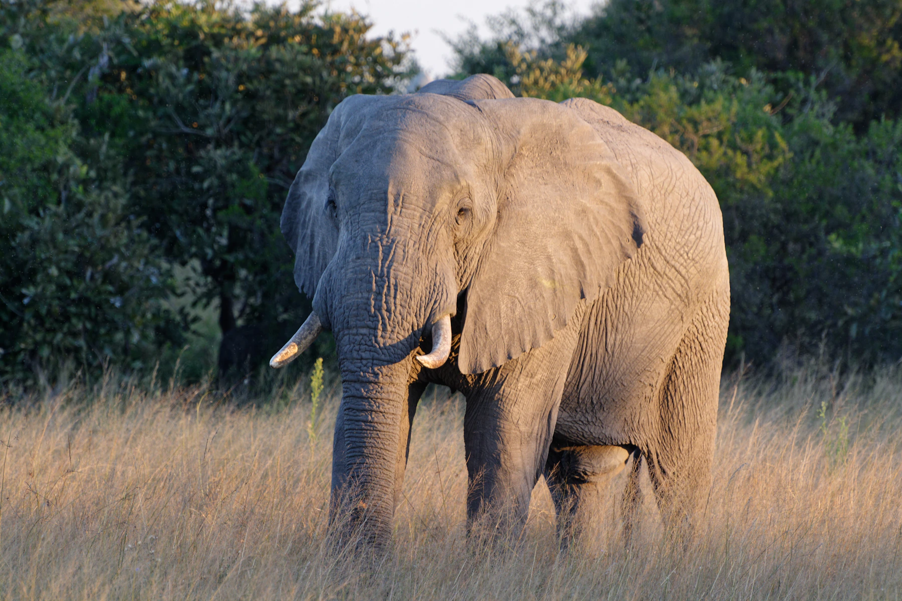 Olifant tussen gouden grassen in Botswana