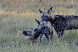 a group of animals in a grassy field