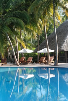 a pool with chairs and umbrellas by a palm tree