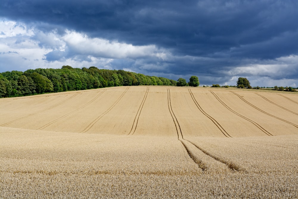 a large field with trees in the background