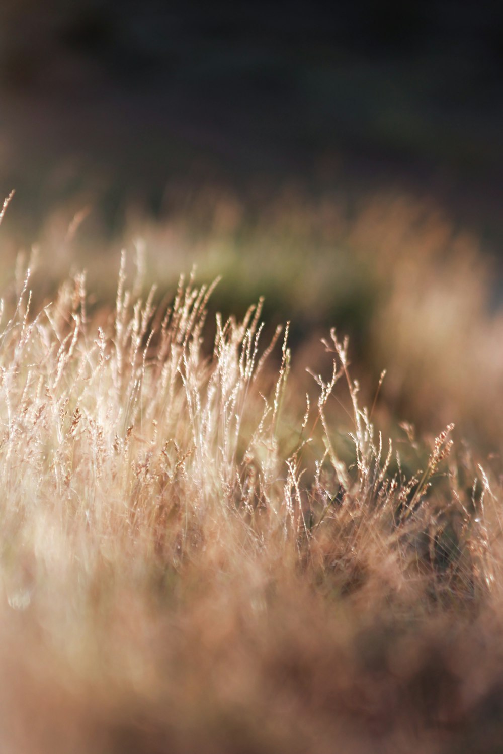 a close up of a grass field