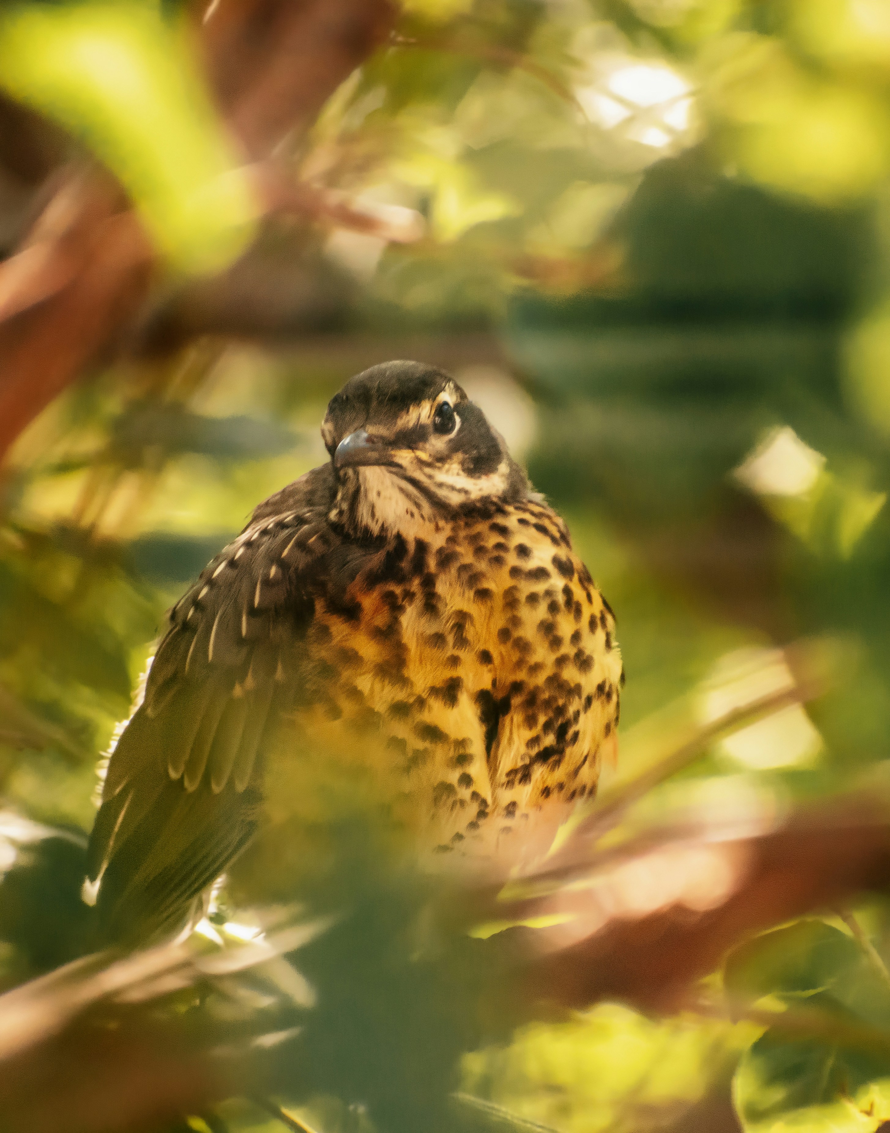 a bird sitting on a branch