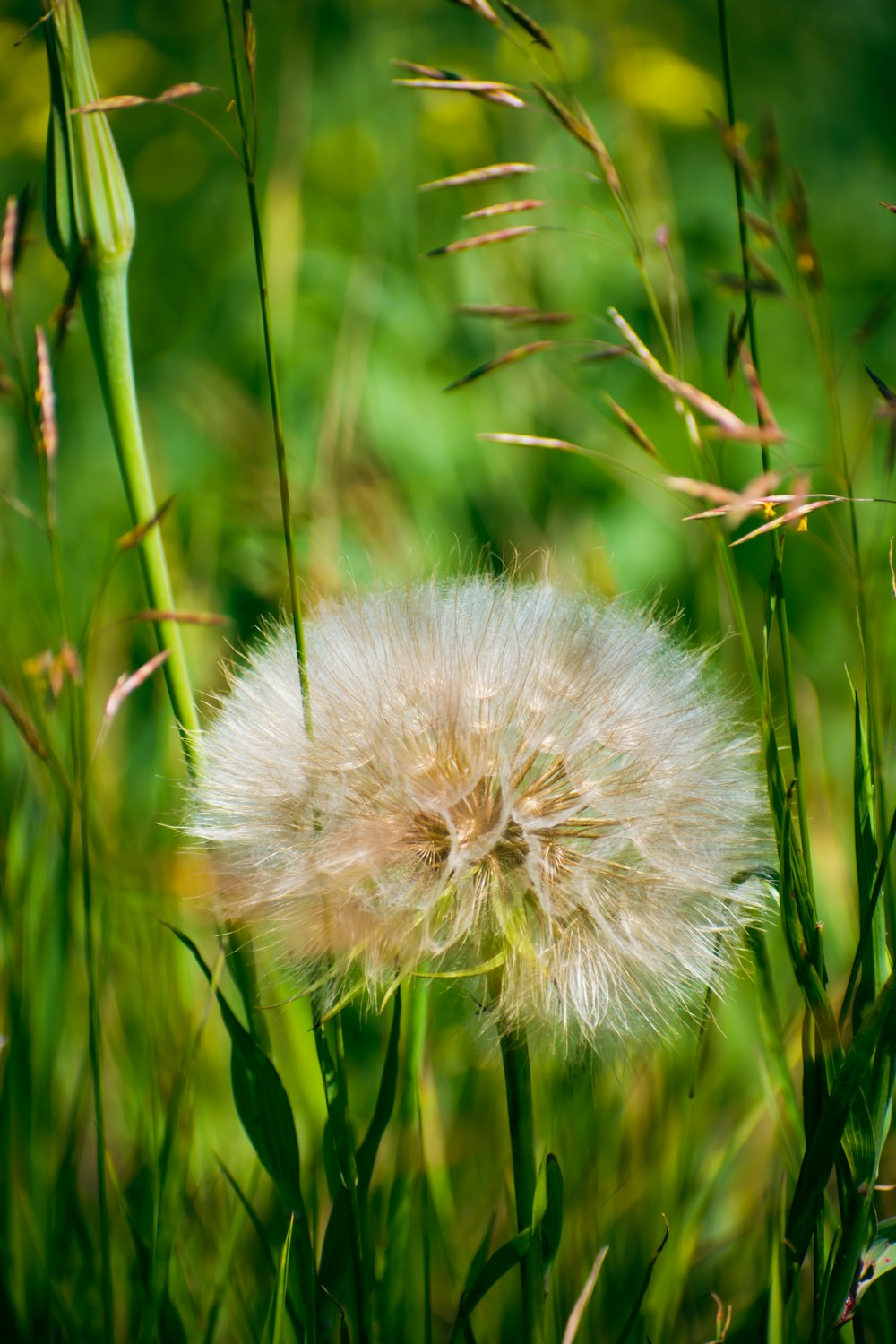 a dandelion flower in a field