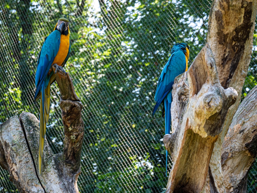 two blue birds on a tree branch
