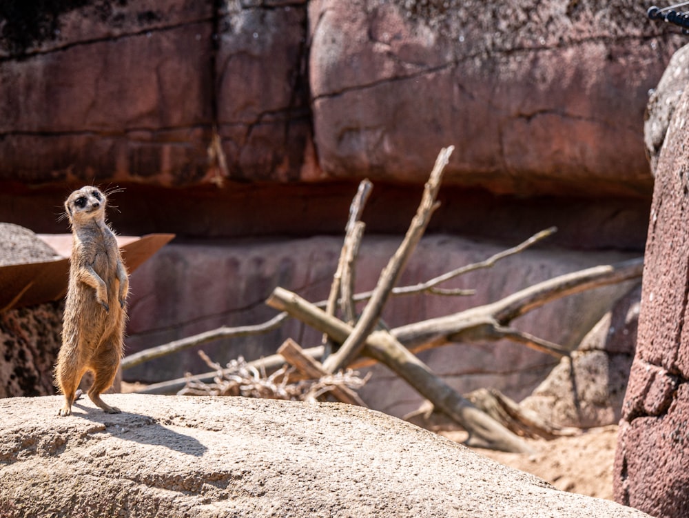 a small animal standing on dirt