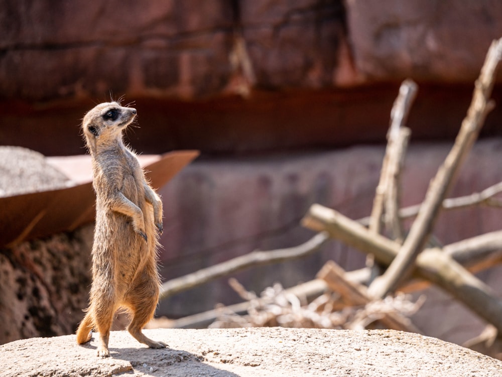 a small animal standing on dirt