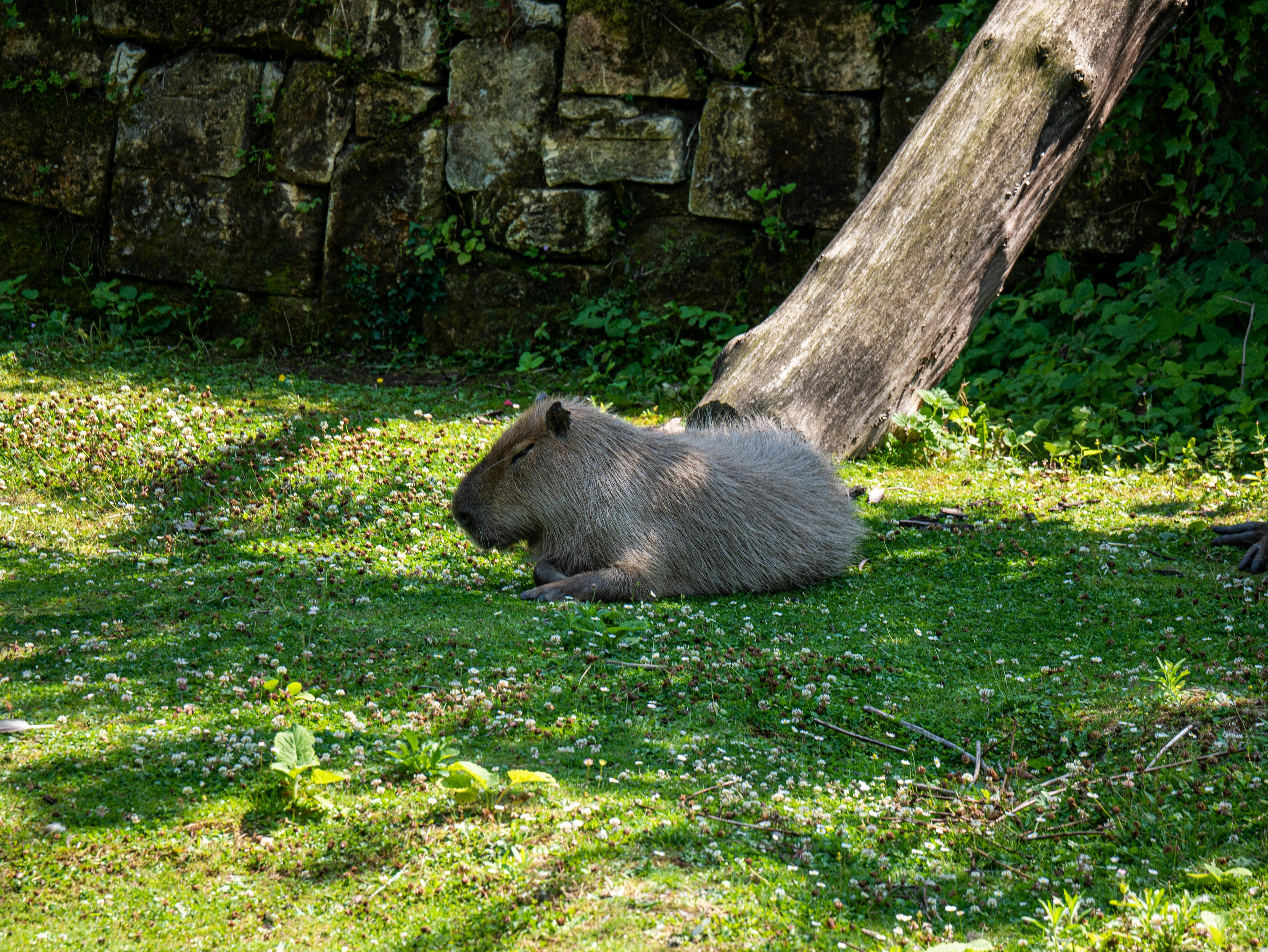 Places to Pet a Capybara in California
