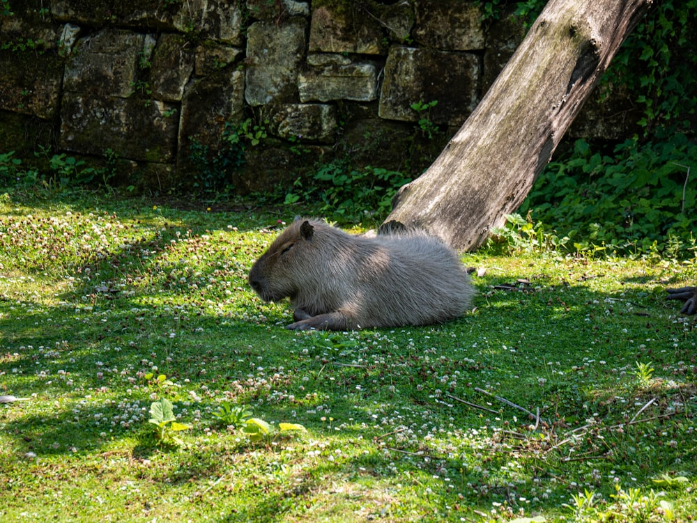 a brown animal lying on grass