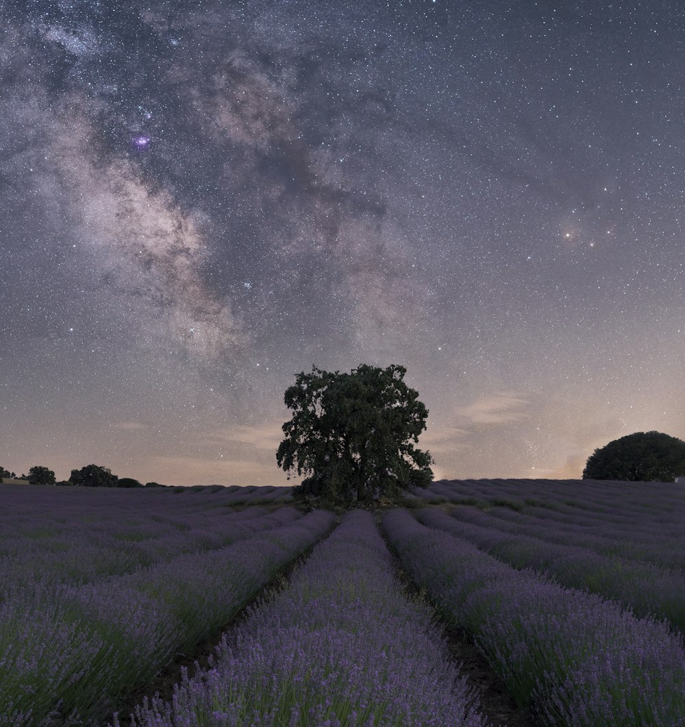 a field of lavender with a tree in the distance