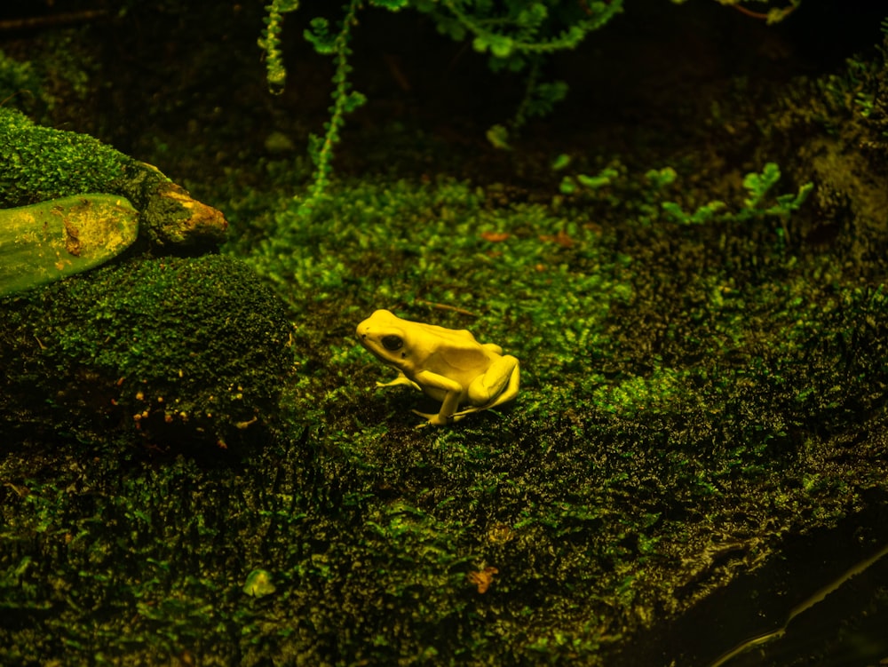 a yellow frog on a mossy rock