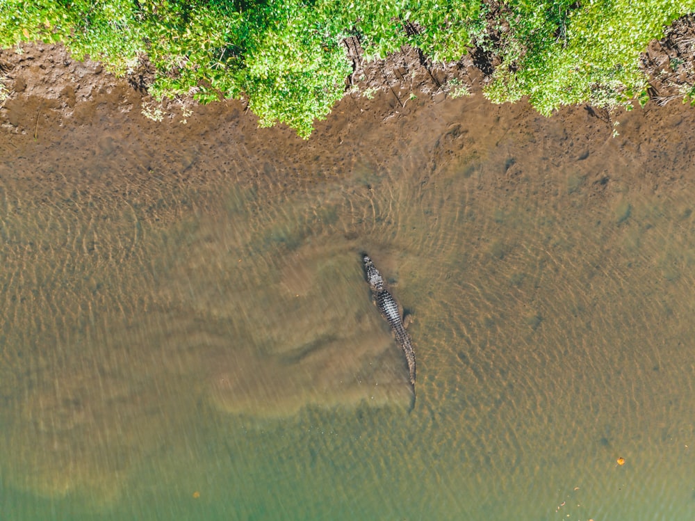 a crocodile in the water