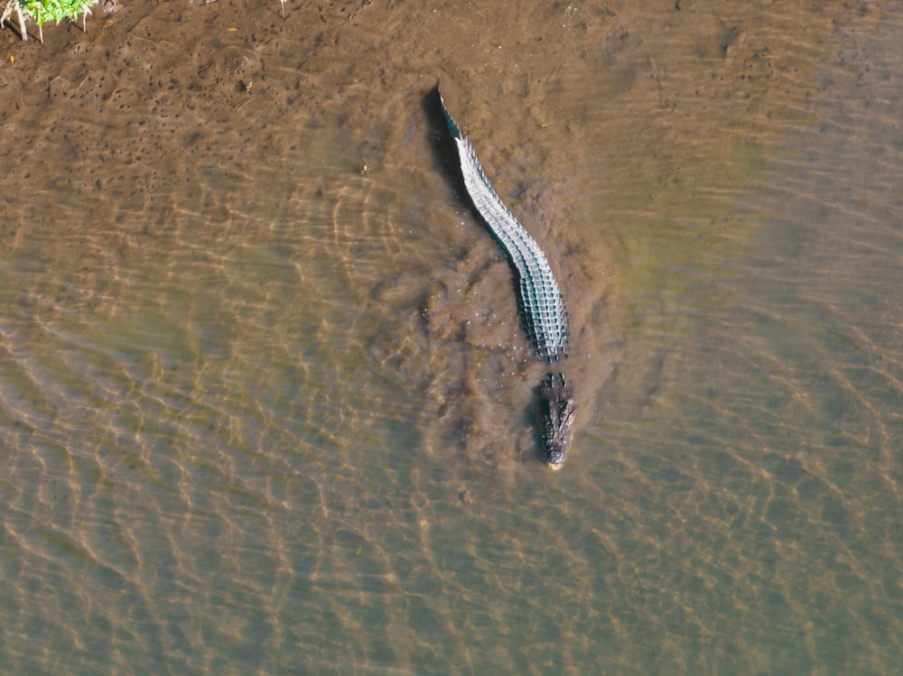 a fish swimming in water