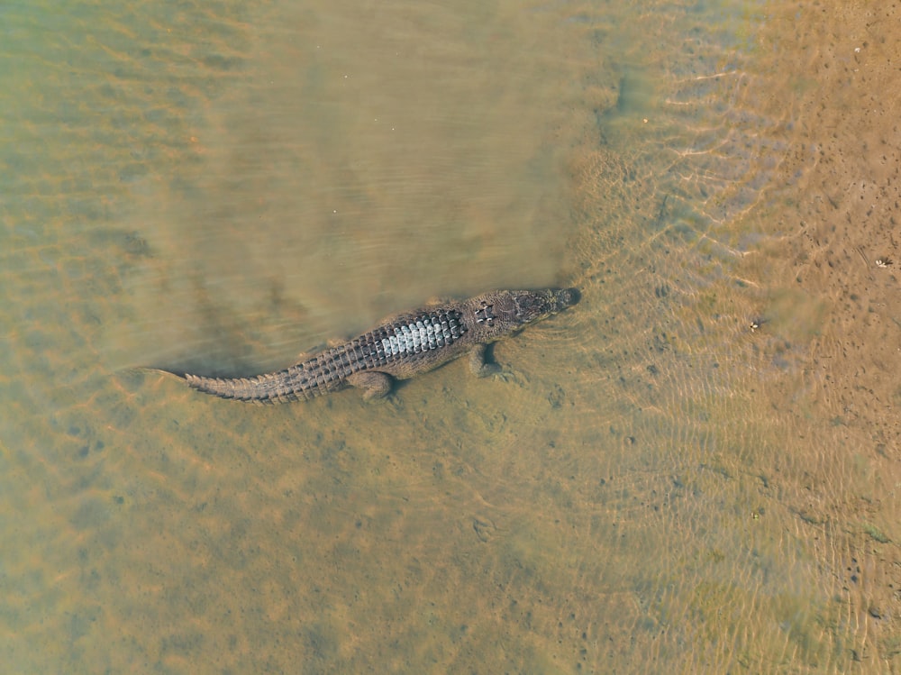 a turtle swimming in water