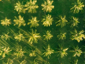 Aerial view of a lush green landscape filled with evenly spaced palm trees casting long shadows on the ground.