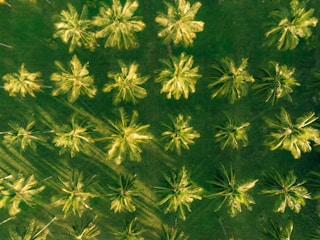 Aerial view of lush palm trees at Palm Crest Oil Farm under a bright sky.
