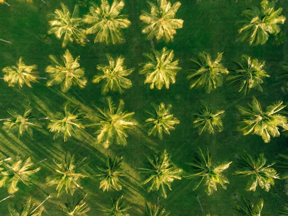 Aerial view of a lush green landscape filled with evenly spaced palm trees casting long shadows on the ground.