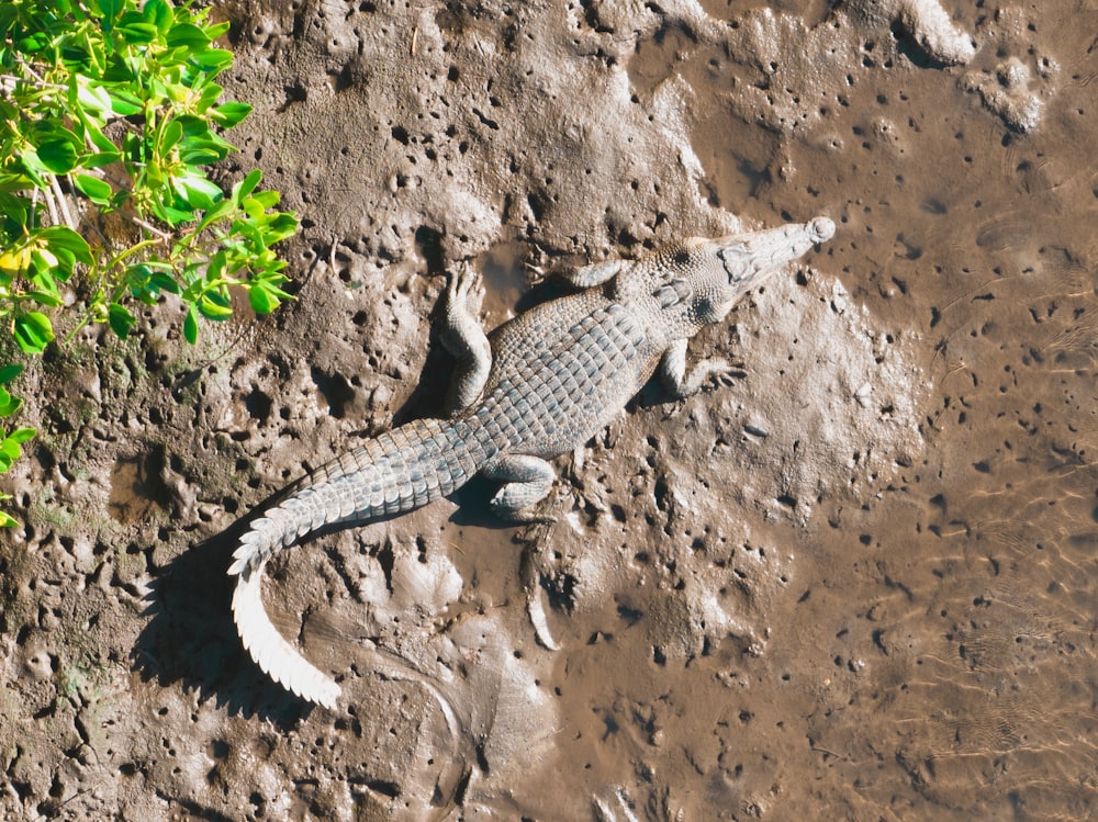 a lizard on a rock