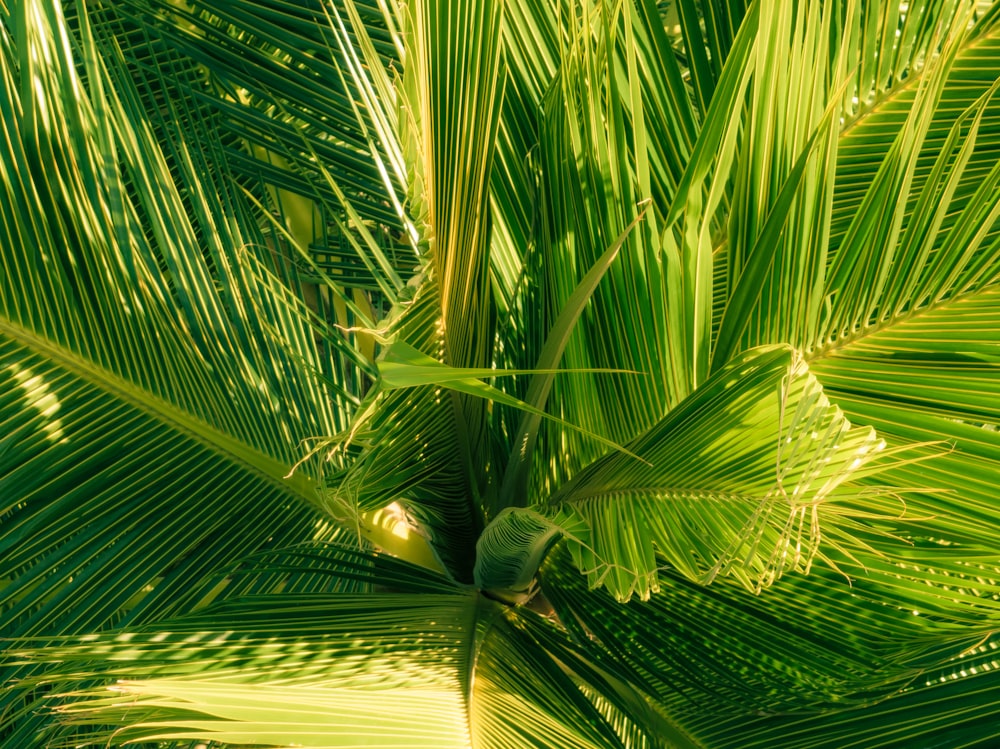 a close up of a plant