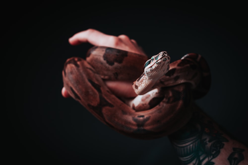 a snake with a person's hand holding it's mouth