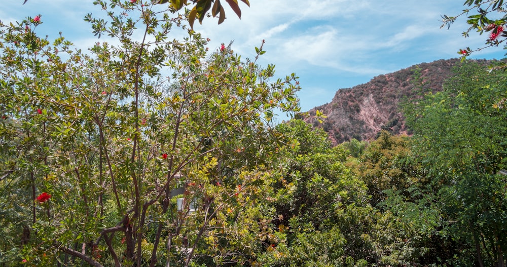 a group of trees with mountains in the background