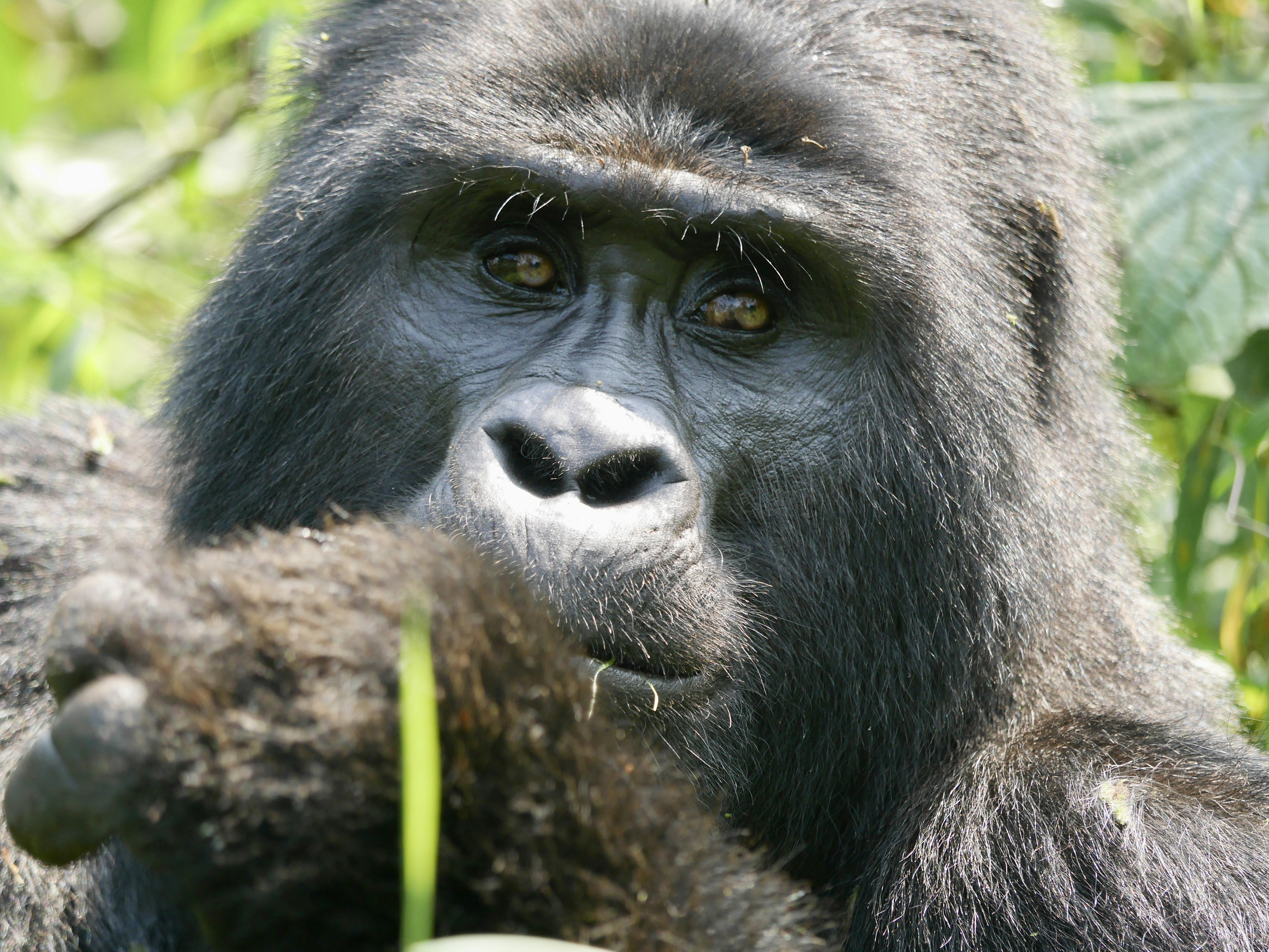 a close up of a monkey, Mountain gorilla