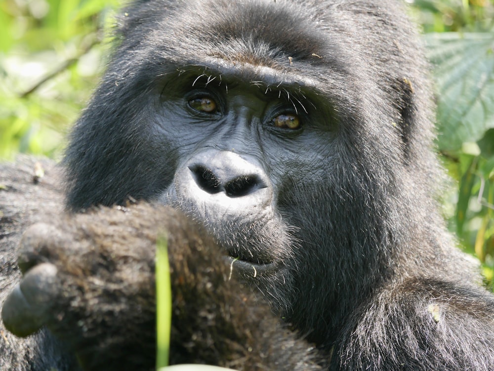 a close up of a monkey