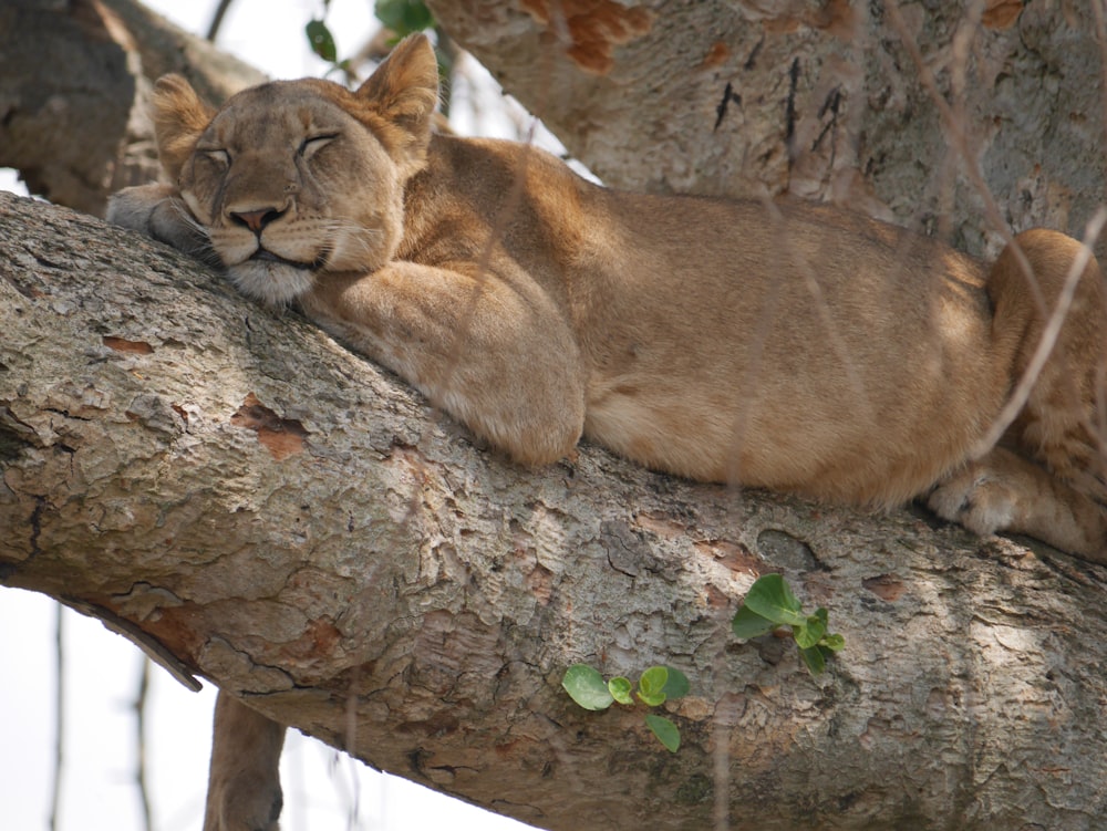 a lion lying on a tree