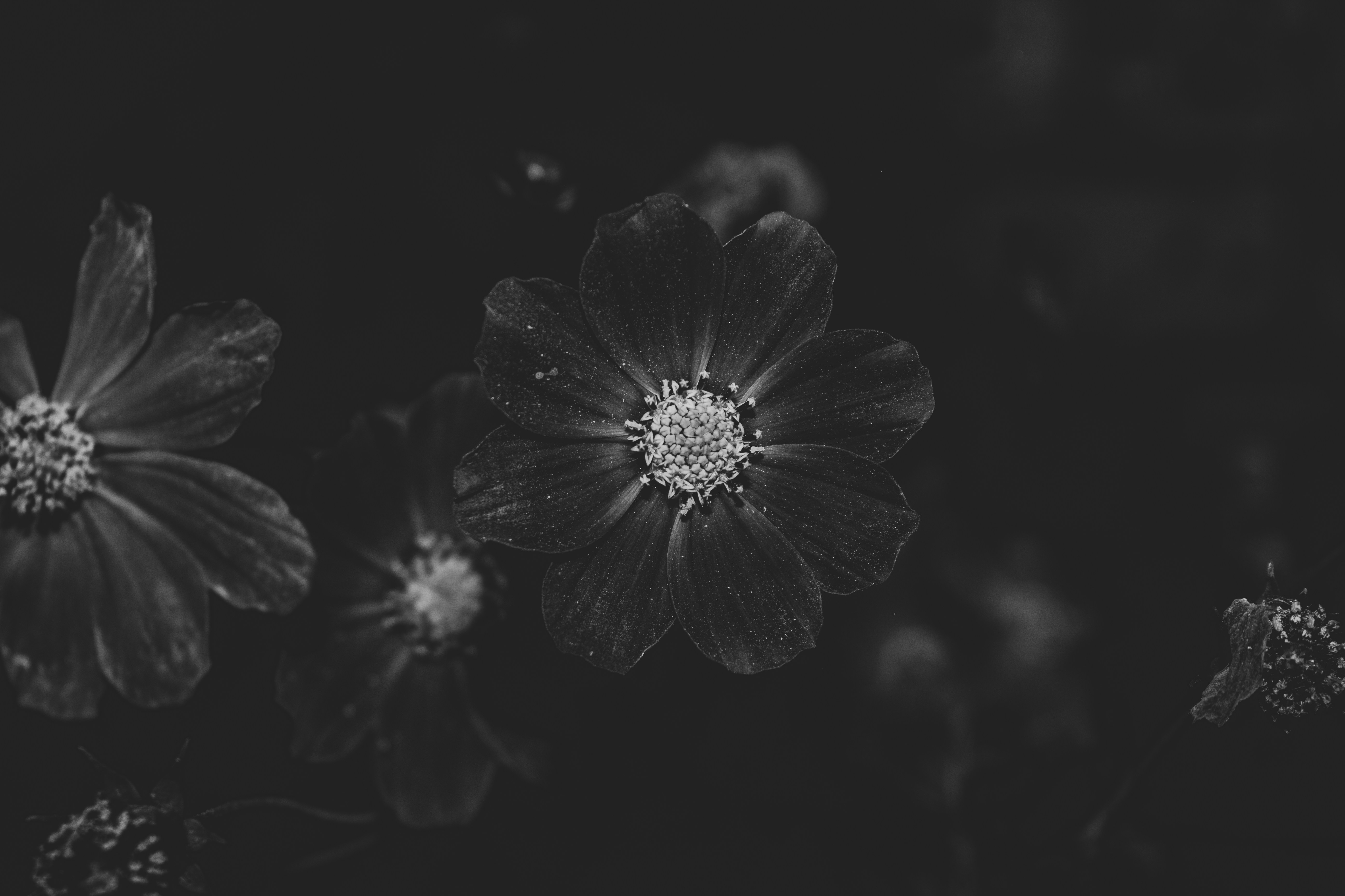 Photo by thalittlemarc