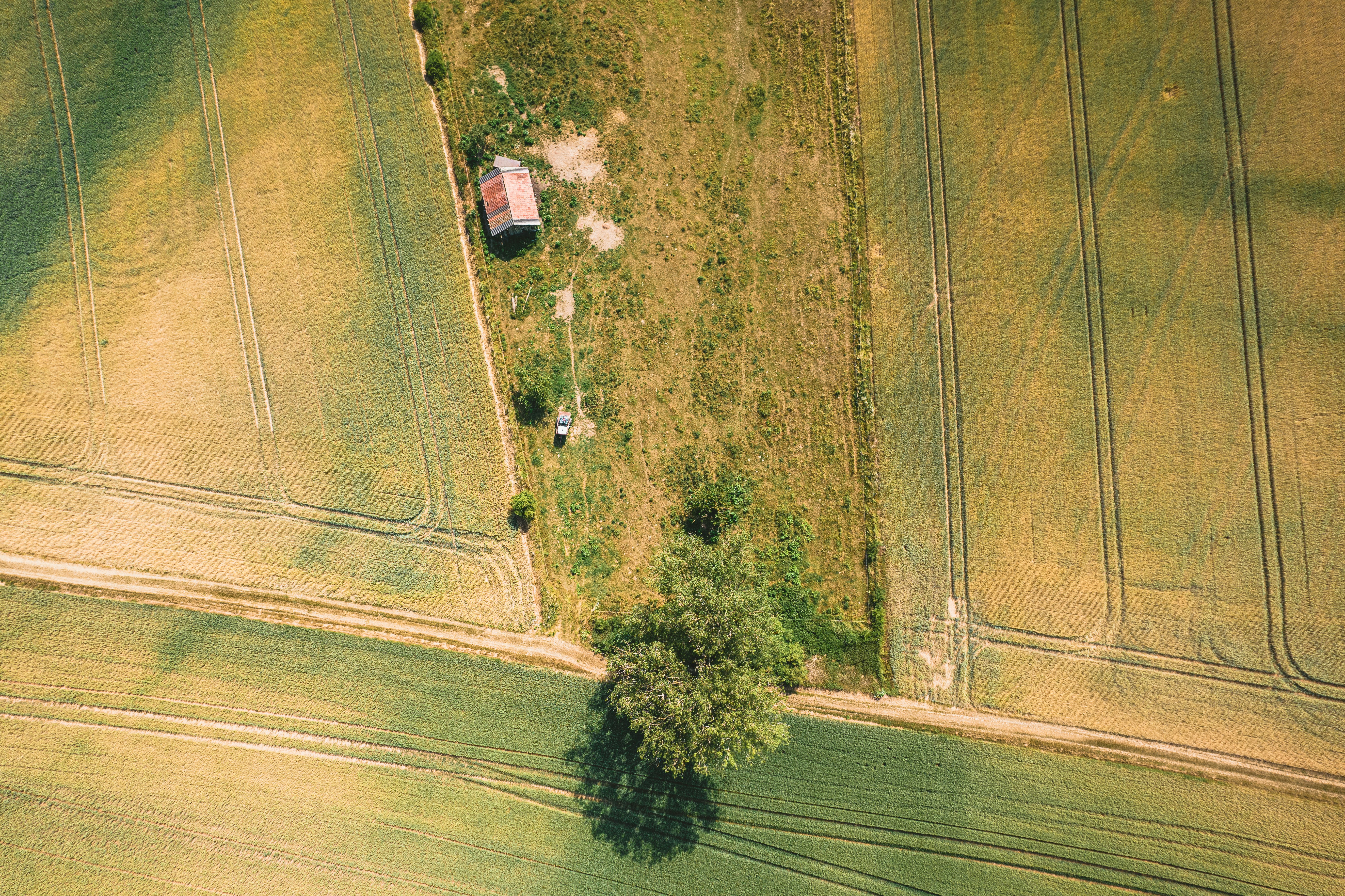 Tree in a field