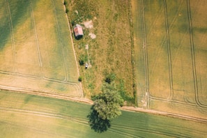 a tree in a field