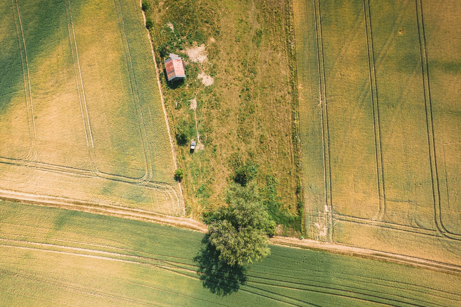 a tree in a field