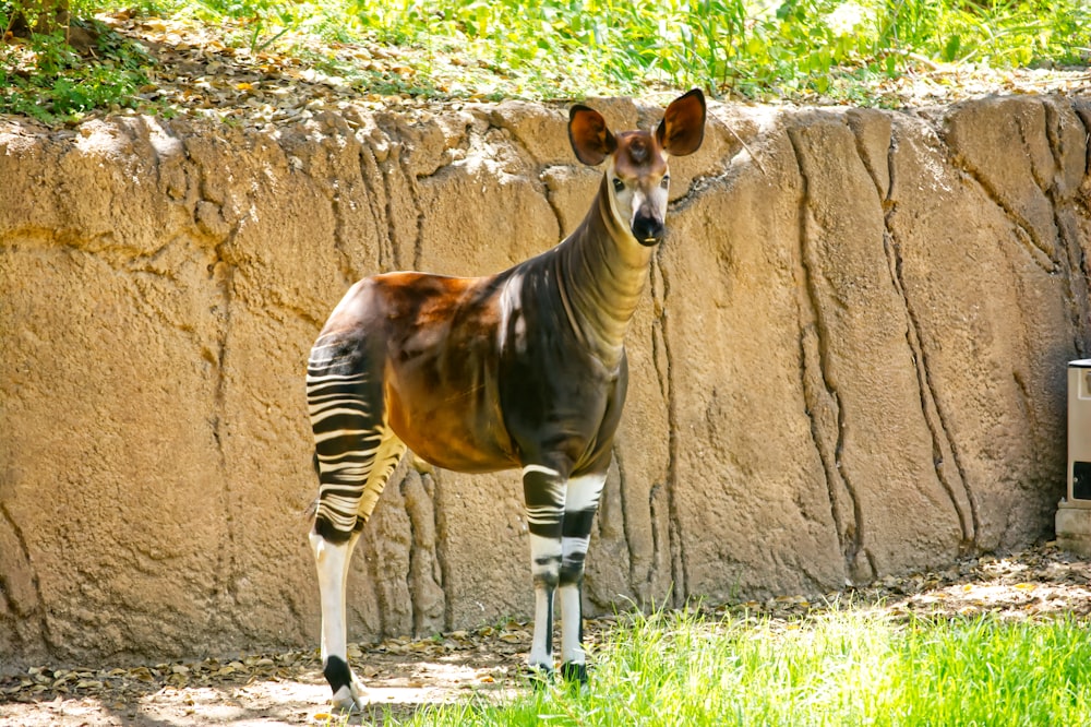 a zebra standing in front of a rock wall