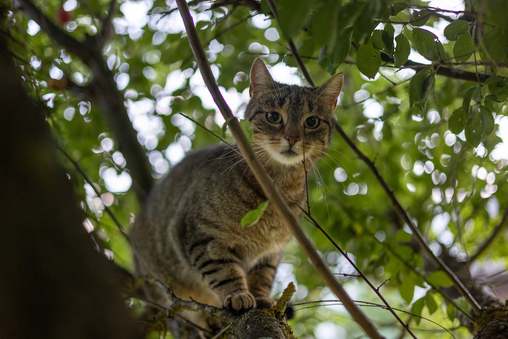 a cat in a tree