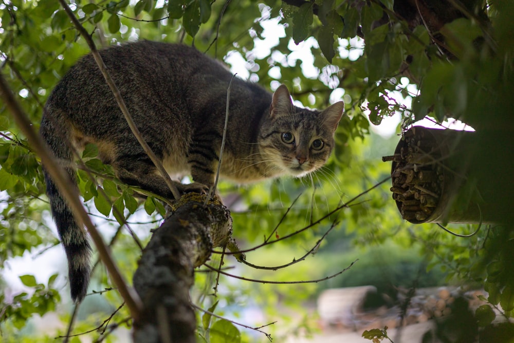 a cat on a tree branch