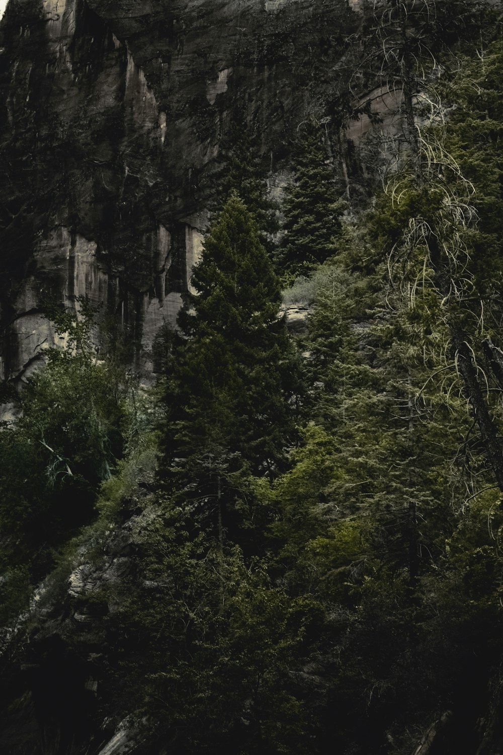 a rocky cliff with trees on it