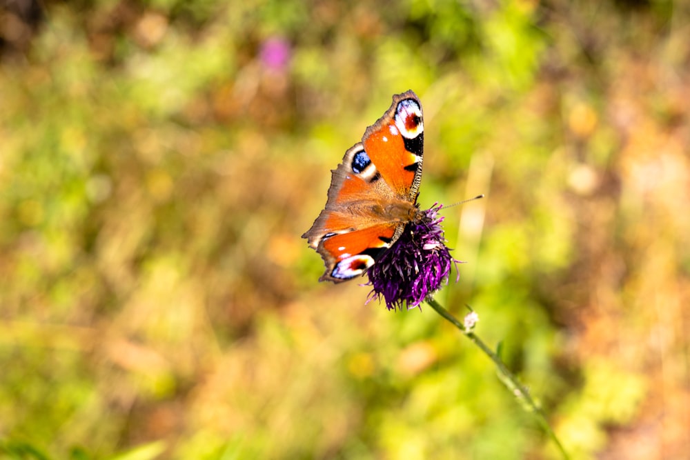 花の上の蝶