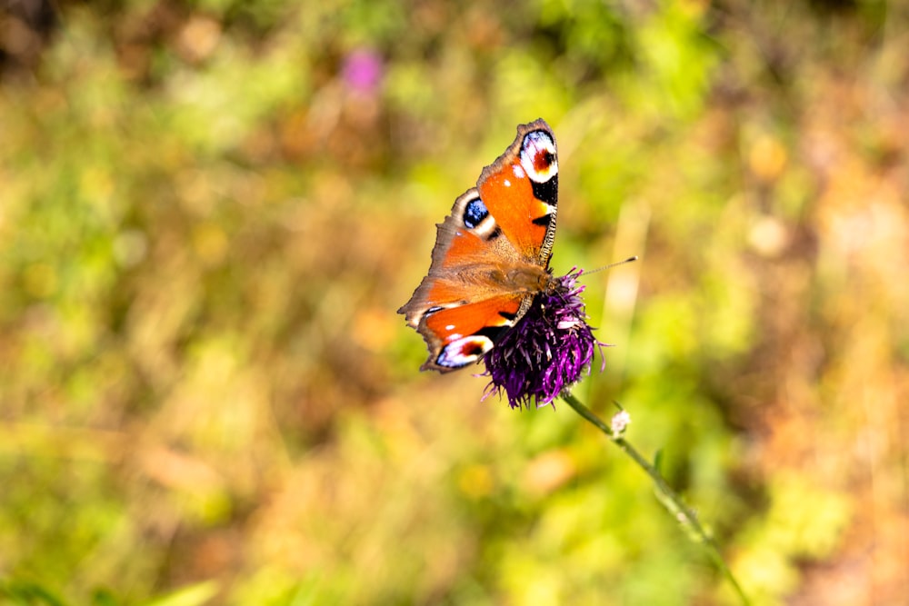 una mariposa en una flor