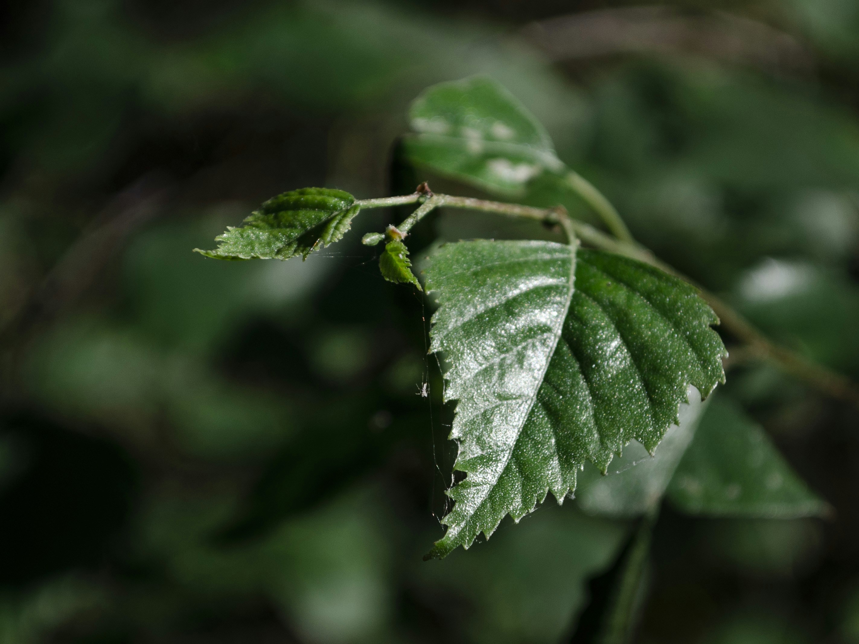 Photo by indi_grunge