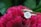 A sparkling diamond ring is delicately placed on vibrant red petals of a flower. The background consists of lush green leaves, providing a natural and elegant setting.