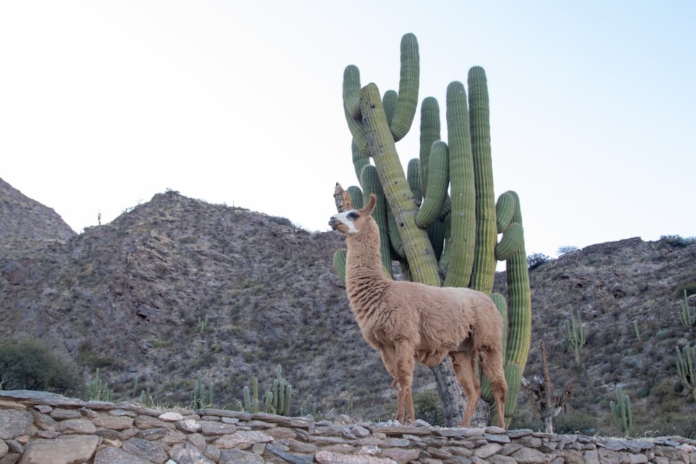 a couple of cactus in a desert