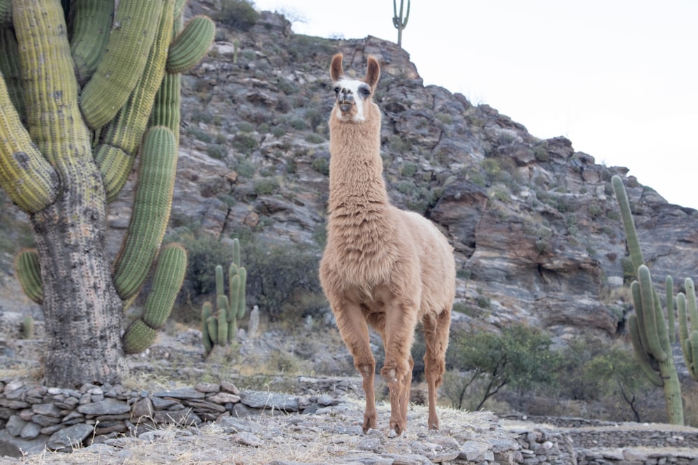 a kangaroo standing in front of a cactus