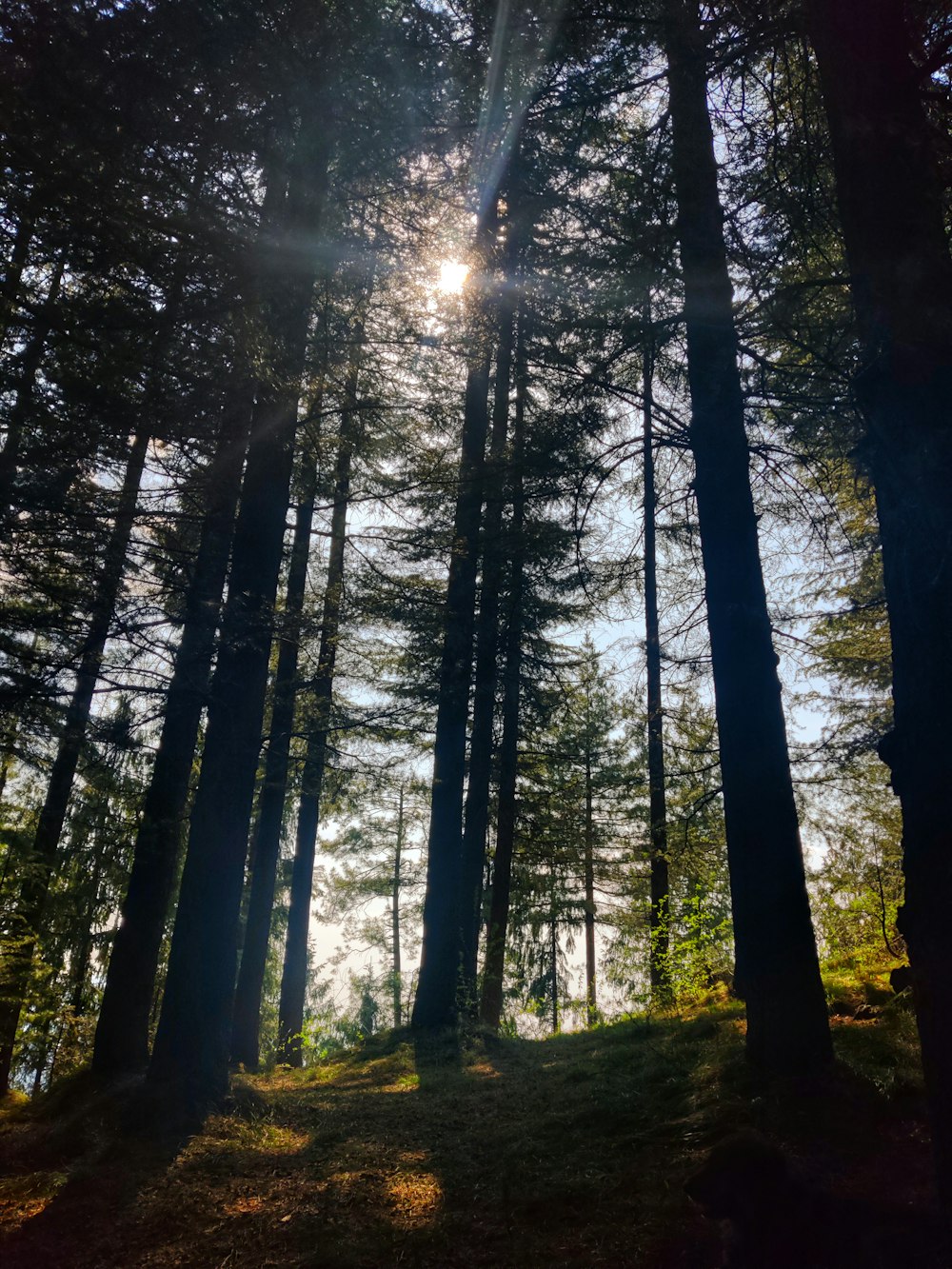 a path through a forest