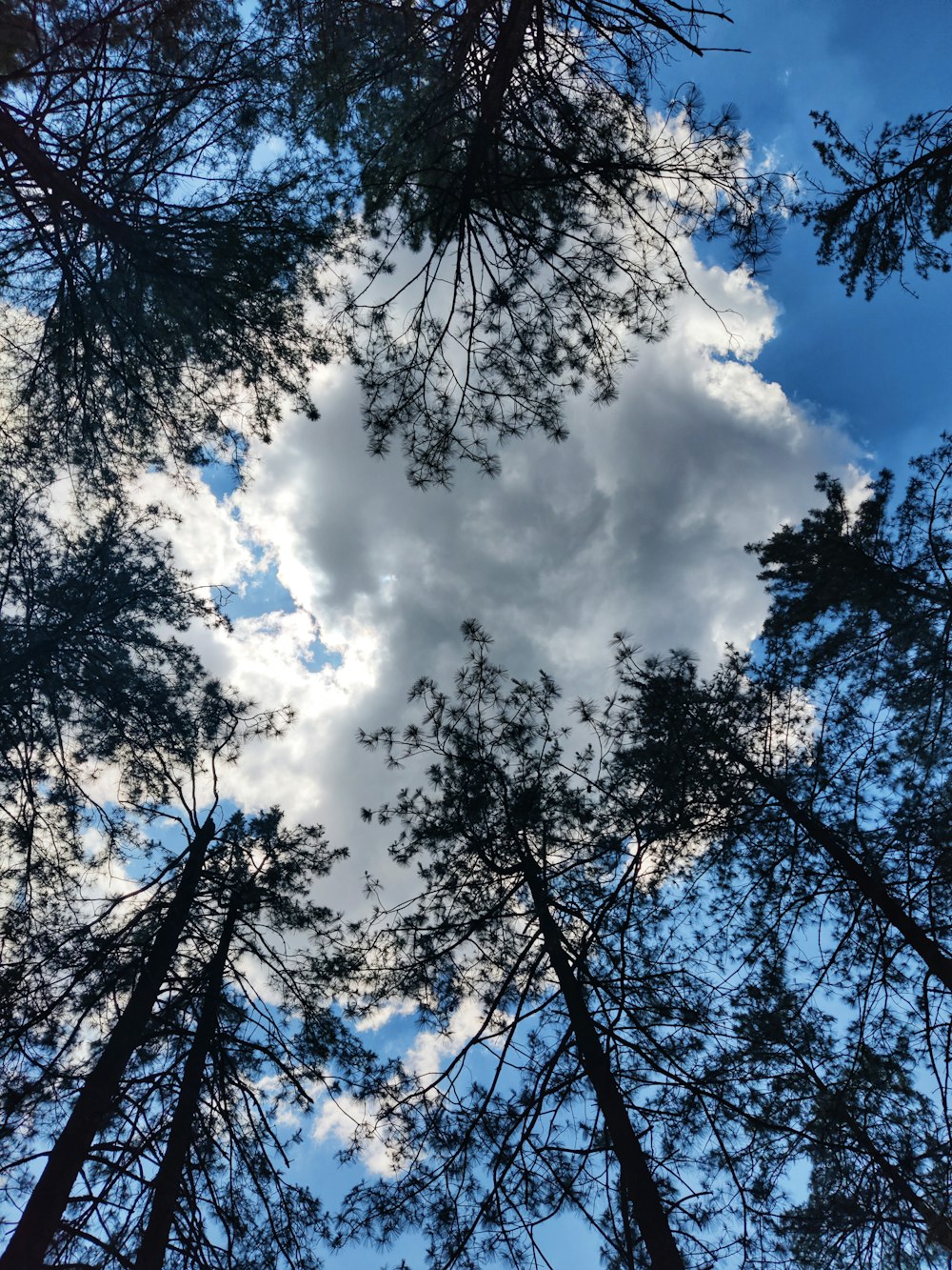 looking up at trees and blue sky