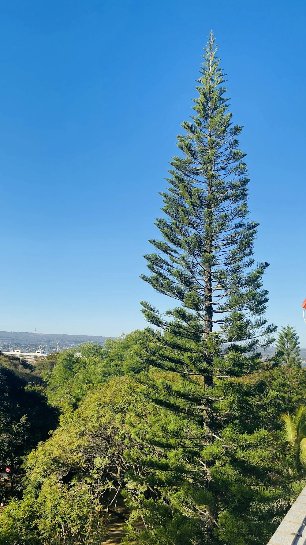 a tall tree with many branches