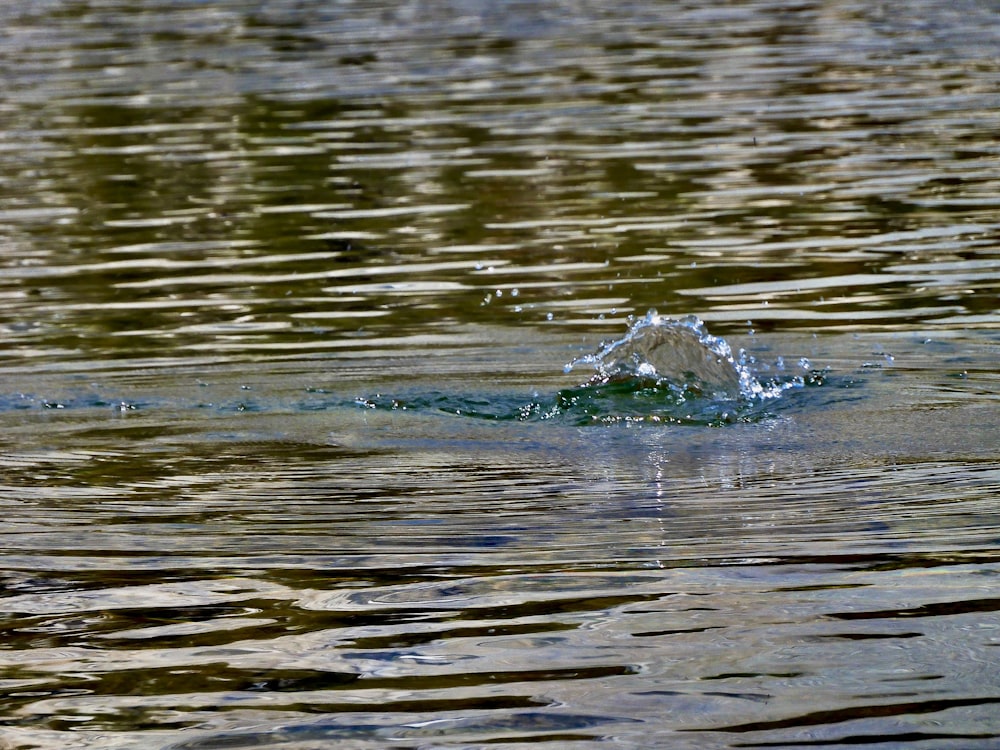 a rock in the water