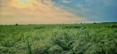 A serene field of green crops stretching towards the horizon at sunrise.